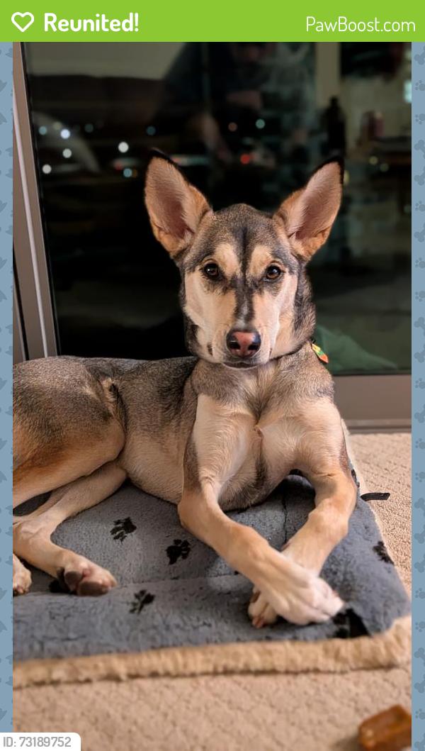 Reunited Female Dog last seen Near 7th St SW and Dice St in Fifeville, Charlottesville, VA 22903