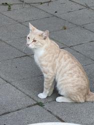 Found/Stray Unknown Cat last seen Antelope Island, Syracuse, UT 84075