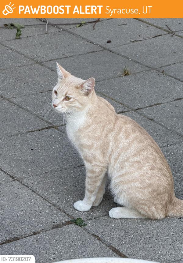 Found/Stray Unknown Cat last seen Antelope Island, Syracuse, UT 84075