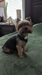 Reunited Male Dog last seen Near Gunderson middle school, Las Vegas, NV 89178
