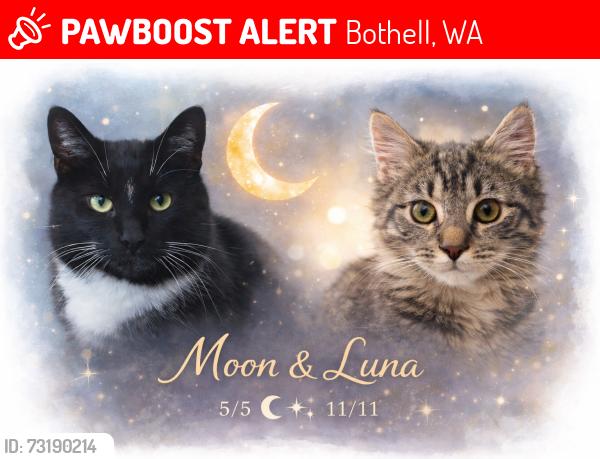 Lost Male Cat last seen 184th st SE Bothell WA 98012, Bothell, WA 98012