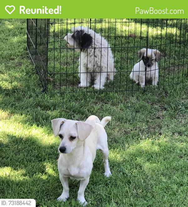 Reunited Unknown Dog last seen Dakota and Brawley, Fresno, CA 93722