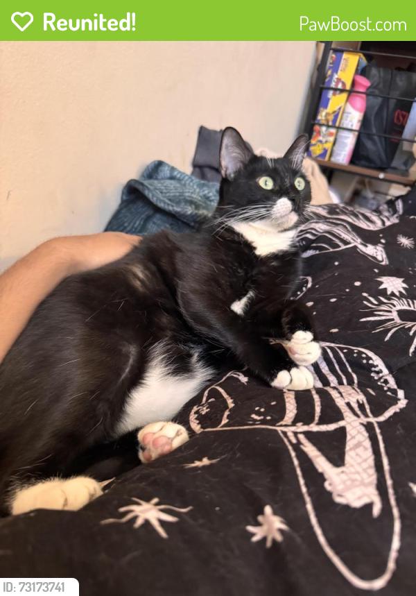 Reunited Female Cat last seen Near Chanslor Ave, Bell, CA 90201, USA, Bell, CA 90201