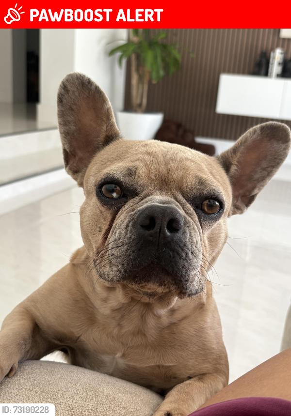 Lost Female Dog last seen Near 16th ave., Lake Worth Beach, FL 33460