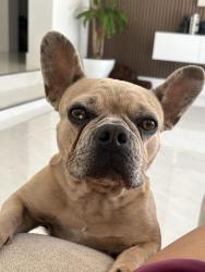 Lost Female Dog last seen Near 16th ave., Lake Worth Beach, FL 33460