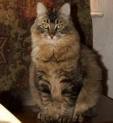 Reunited Male Cat last seen Barcelona and Devlin Drive, Vallejo, Vallejo, CA 94591