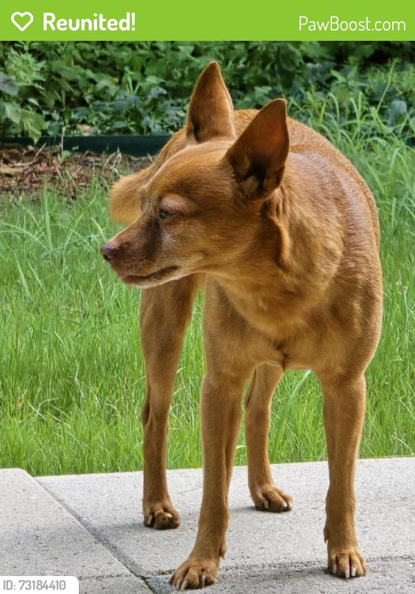 Reunited Male Dog last seen Columbus, Fort Worth tx 76106, Fort Worth, TX 76164