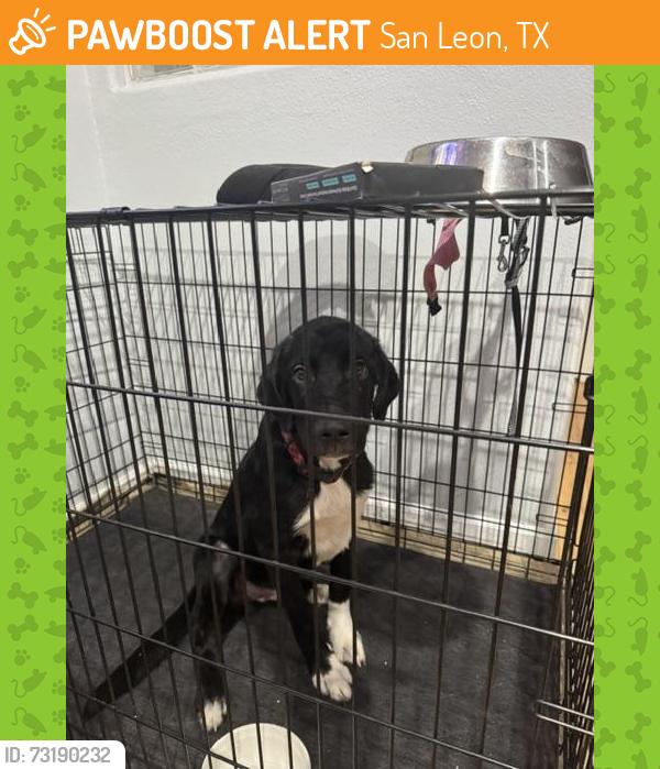 Found/Stray Male Dog last seen Ave B San Leon TX, San Leon, TX 77539