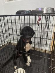Found/Stray Male Dog last seen Ave B San Leon TX, San Leon, TX 77539