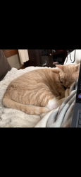 Lost Male Cat last seen Sullivan street, Ripon, WI 54971