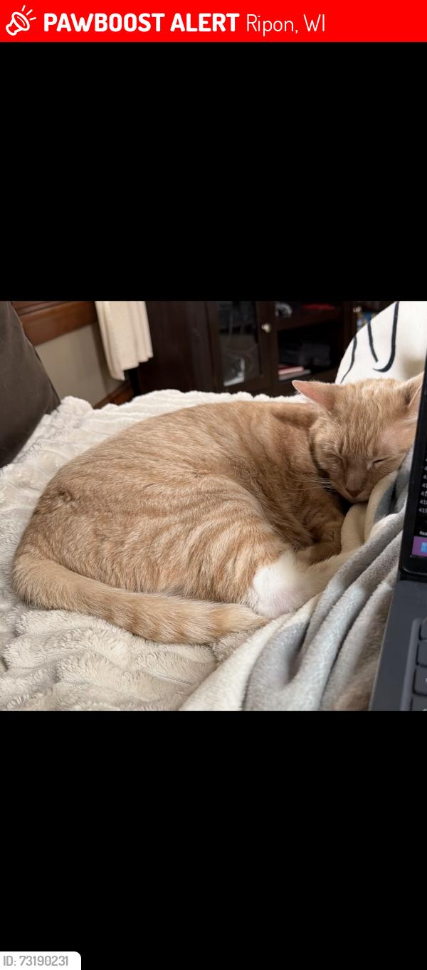 Lost Male Cat last seen Sullivan street, Ripon, WI 54971