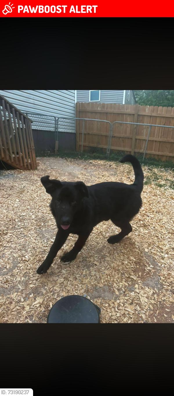 Lost Male Dog last seen In the woods by Cid rd. Crousetown, Davidson County, NC 27292