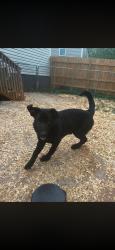 Lost Male Dog last seen In the woods by Cid rd. Crousetown, Davidson County, NC 27292