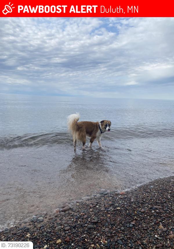 Lost Male Dog last seen Tyrol st and hutchinson, Duluth, MN 55811