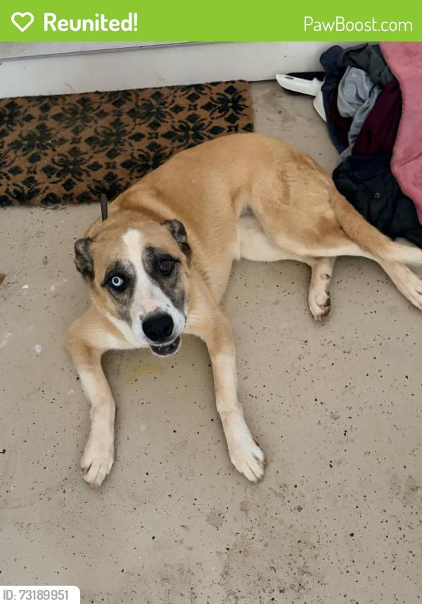 Reunited Unknown Dog last seen John Tate and Hicks Farm Rd, Cobb County, GA 30102