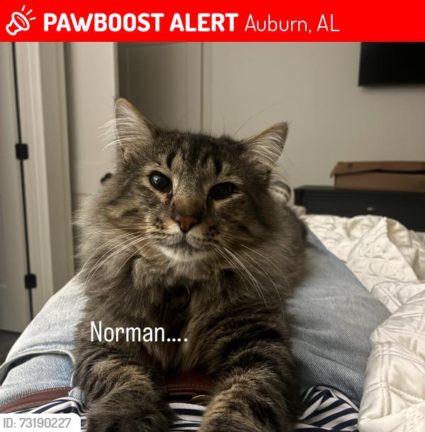 Lost Male Cat last seen E Glenn chappys, pho lee goodtimes bowling alley, Auburn, AL 36830