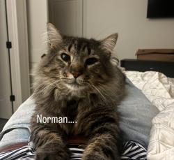 Lost Male Cat last seen E Glenn chappys, pho lee goodtimes bowling alley, Auburn, AL 36830