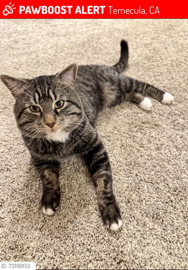 Lost Male Cat last seen Calle Aurora & Bia Almazan, Temecula, CA 92592