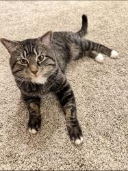 Lost Male Cat last seen Calle Aurora & Bia Almazan, Temecula, CA 92592