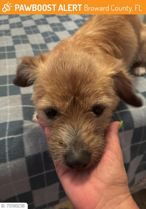 Found/Stray Female Dog last seen Pembroke Road in between 65 and 66, Broward County, FL 33025