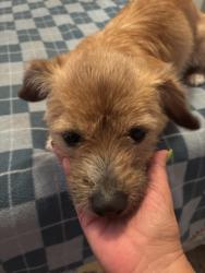 Found/Stray Female Dog last seen Pembroke Road in between 65 and 66, Broward County, FL 33025