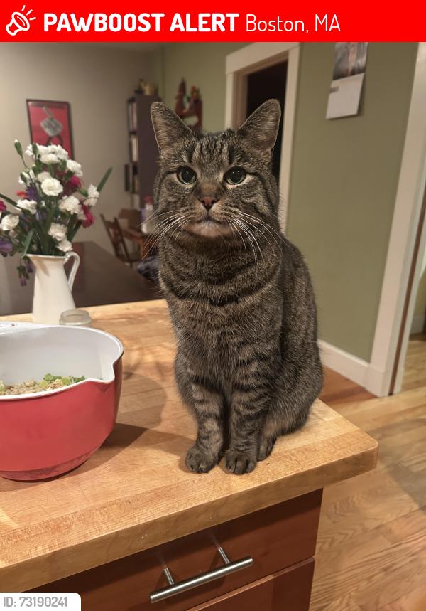 Lost Female Cat last seen Metropolitan and Kittredge st Roslindale, Boston, MA 02131
