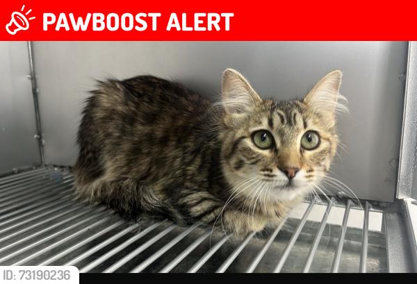 Lost Female Cat last seen Estepa 7, San Pablo de las Salinas, Méx. 54933