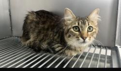 Lost Female Cat last seen Estepa 7, San Pablo de las Salinas, Méx. 54933