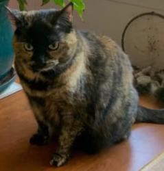 Reunited Female Cat last seen Beverly Blvd, Everett, WA 98203, USA, Everett, WA 98203