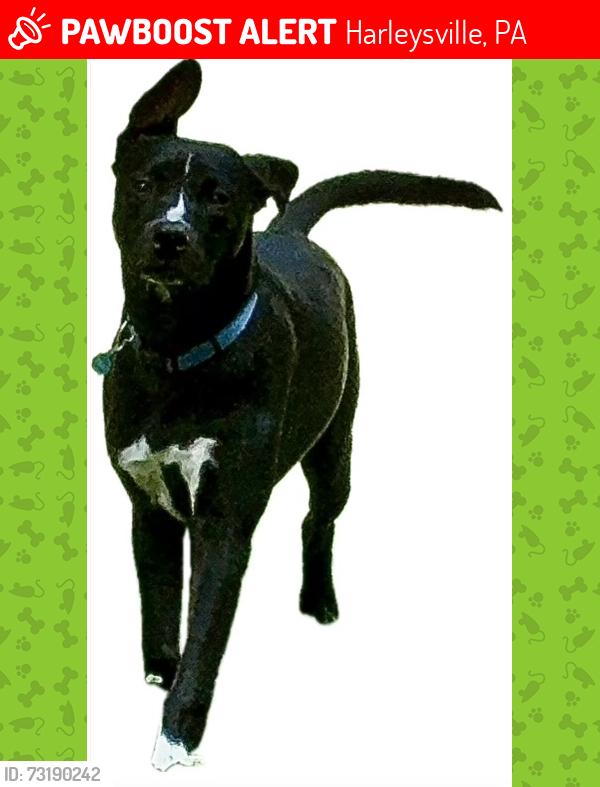 Lost Male Dog last seen Near and Harleysville pike, Harleysville, PA 19438
