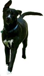 Lost Male Dog last seen Near and Harleysville pike, Harleysville, PA 19438