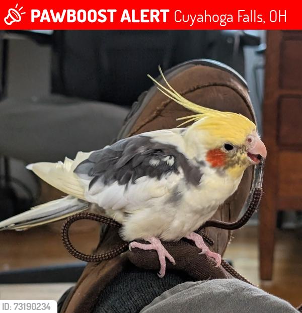 Lost Male Bird last seen 10th st and Portage, Cuyahoga Falls, OH 44221