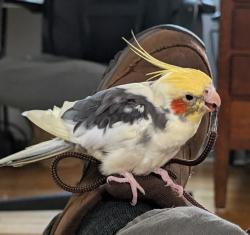 Lost Male Bird last seen 10th st and Portage, Cuyahoga Falls, OH 44221