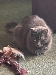 Reunited Female Cat last seen Barcelona and Devlin Drive., Vallejo, CA 94591