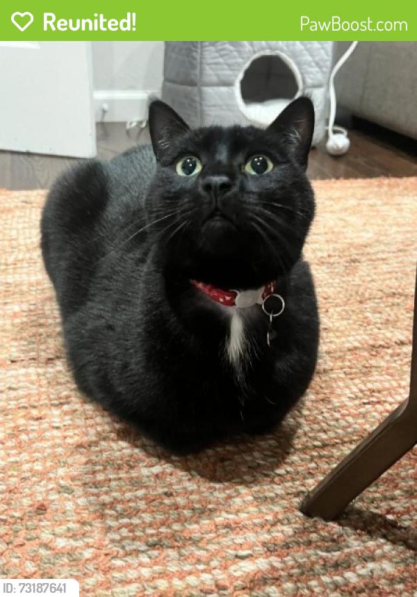Reunited Male Cat last seen Springhill Lane and Springhill Road, Lafayette, CA, Lafayette, CA 94549