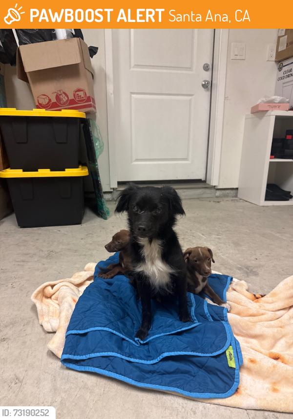 Found/Stray Female Dog last seen Fairview & Trask, Santa Ana, CA 92706