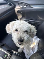 Reunited Male Dog last seen Hawthorne Ave 16400, Fontana, CA 92335