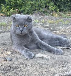 Reunited Male Cat last seen Boswell Court & Burberry Way, Sacramento, CA 95835