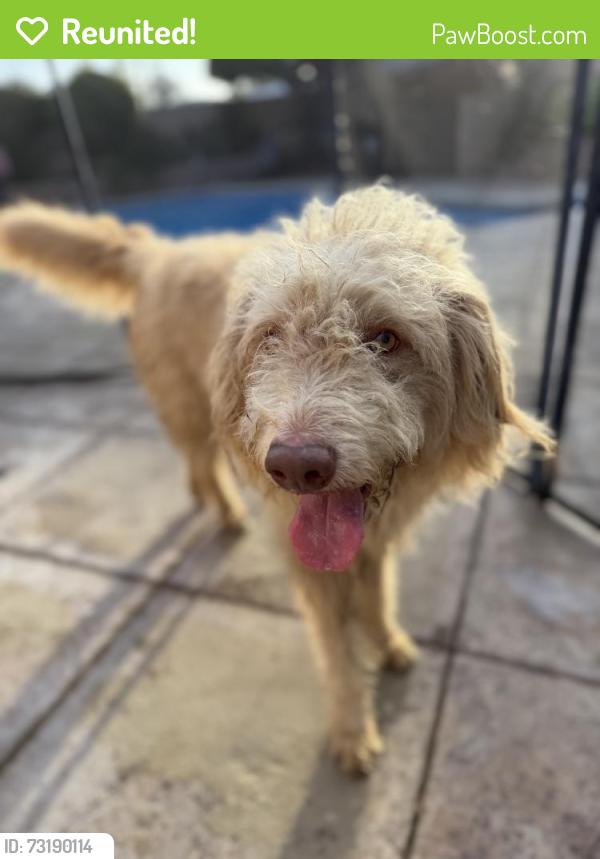 Reunited Male Dog last seen Near Pangborn Ave, Downey, CA 90241
