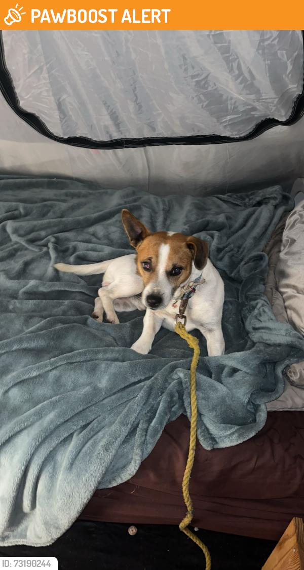 Found/Stray Male Dog last seen Near meryla road, Manchester Square, NSW 2577