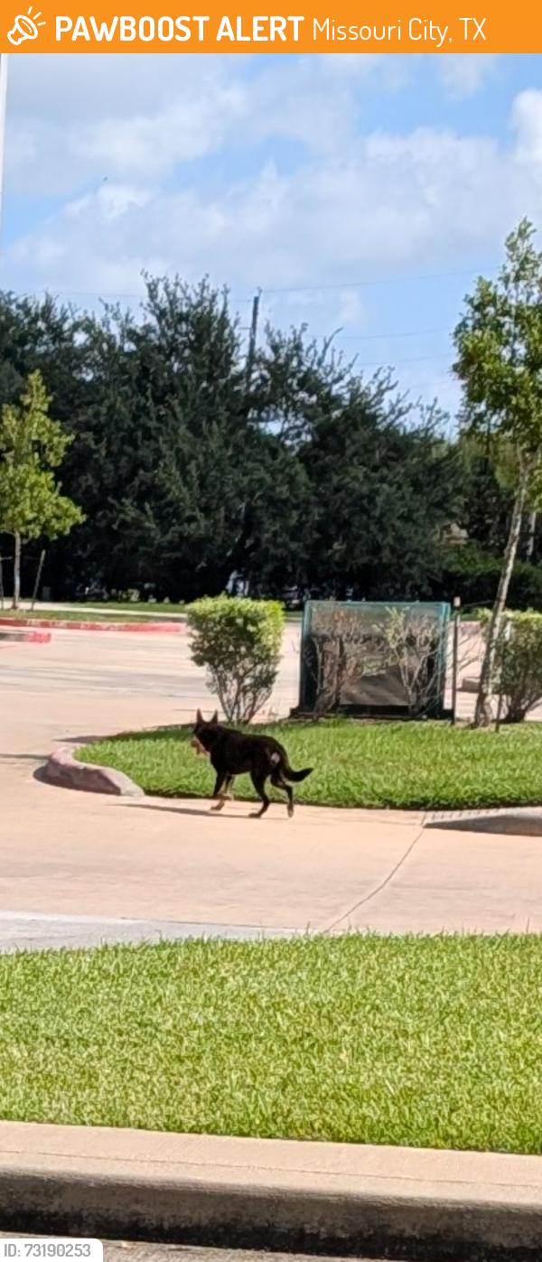 Found/Stray Unknown Dog last seen YMCA, Missouri City, TX 77459