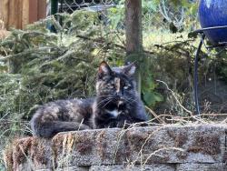 Lost Female Cat last seen Illahee RD, Bremerton, WA 98311