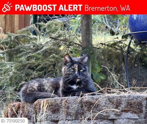 Lost Female Cat last seen Illahee RD, Bremerton, WA 98311