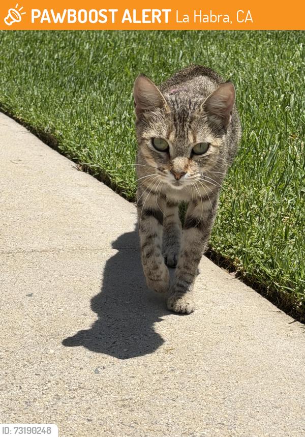 Found/Stray Female Cat last seen Fonda and La Habra Blvd, La Habra, CA 90631