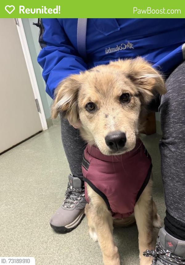 Reunited Female Dog last seen Near 2nd Ave S Saint Petersburg FL 33711, St. Petersburg, FL 33711