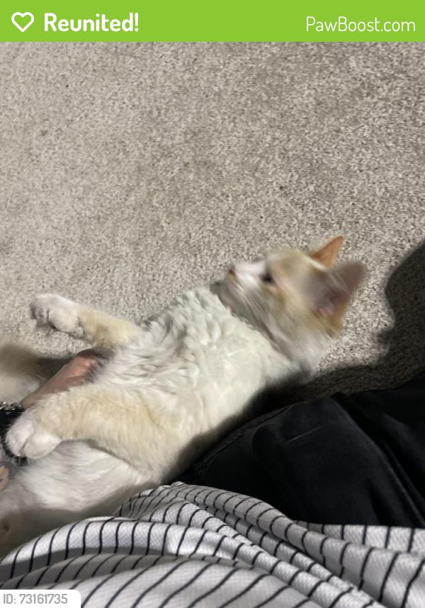 Reunited Unknown Cat last seen W kellogg, Wichita, KS 67209