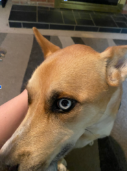 Reunited Male Dog last seen e frnaklin blvd in gastonina running towards badazzled bridal shop, Gastonia, NC 28054