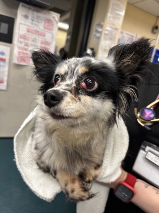 Shelter Stray Female Dog last seen FfxStation, VA, 22039, HamptonRd/MountainValleyRd, Fairfax County, VA, 4500 West Ox Rd, Fairfax, VA 22030, USA