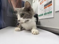 Shelter Stray Female Cat last seen Near Maryville Hwy, Sevier County ACO, TN, 1008 Old Knoxville Hwy, Sevierville, TN 37862, USA