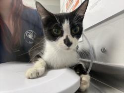 Shelter Stray Female Cat last seen Near Maryville Hwy, Sevier County ACO, TN, 1008 Old Knoxville Hwy, Sevierville, TN 37862, USA